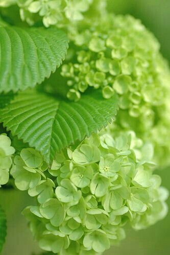 Green Hydrangea