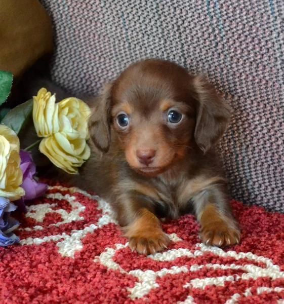 Chocolate And Tan Shorthair Miniature Dachshund Dachshund Dachshund Puppy Miniature Dachshund Breed Dachshund