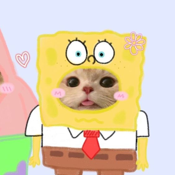 dp-cat