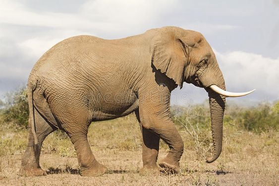 Download Elephant Bull Side view stock photo. Image of fauna, brown - 96162680