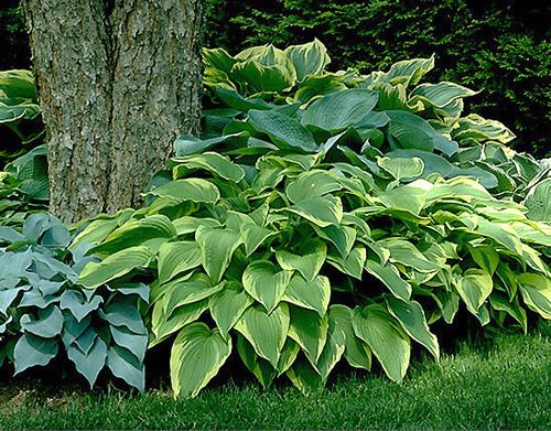Pequeñas plantas de exterior fáciles de cuidar