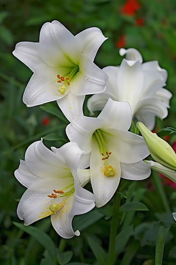 November Lilies Lilium longiflorum Care Growing Christmas Lilies