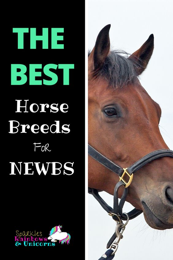 As a rider just getting started you may be wondering what the best horse breeds for beginners are. Maybe you want to lease a horse or someday buy a horse of your own, or maybe your just plain curious. #beginnerhorsebreeds #calmhorsebreeds #friendlyhorsebreeds