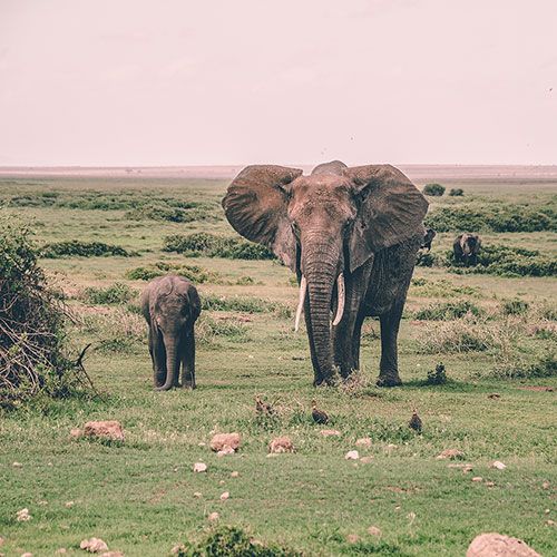 Why Elephant Trekking Shouldn\'t Be on Your Thailand Bucket List | Forage and Sustain