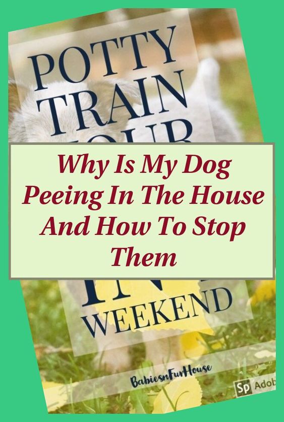 Make Sure You Feed Your Pet Dog At Regular Times Every Day As This