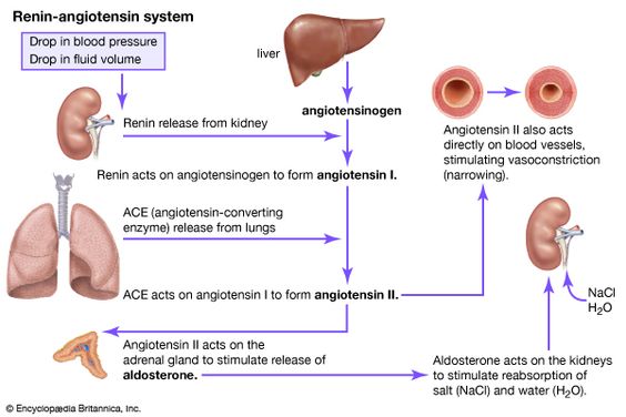 Renin-angiotensin system.