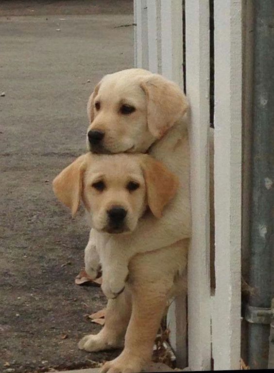 The Cutest Labrador Puppy Ever The Cutest Labrador Puppy Ever