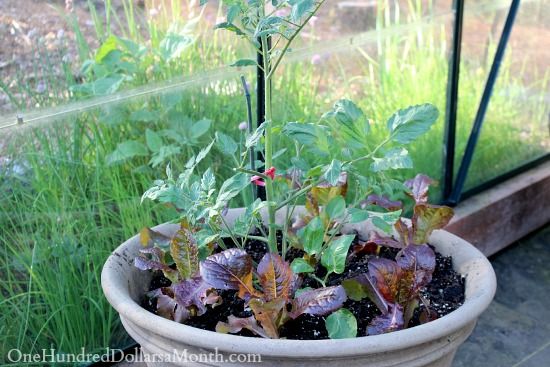 10 Companion Plants To Grow With Your Tomatoes In 2020 Growing