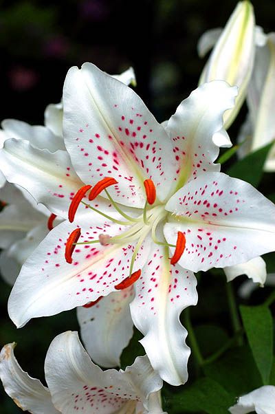 Lilies in pots - "Muskadet"