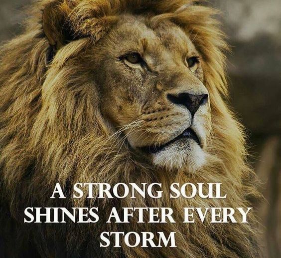 lions-with-good-morning