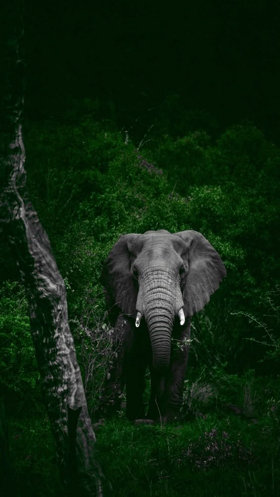 photo-download-elephant