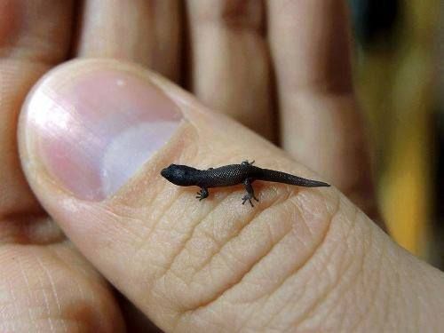 S. nicholsi - the smallest reptile in the world. This is a freshly hatched juvenile, adults reach ~4cm in length.