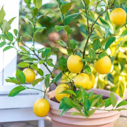 Meyer Lemon Tree Citrus Limon X Meyeri Zone 2 10 White 4 6 Feet Full Sun Google Shopping Lemon Tree Plants Meyer Lemon Tree Trees To Plant