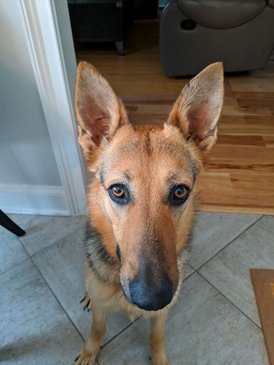 Welcome Sasha To Our Dog Training In Your Home Family Thanks To