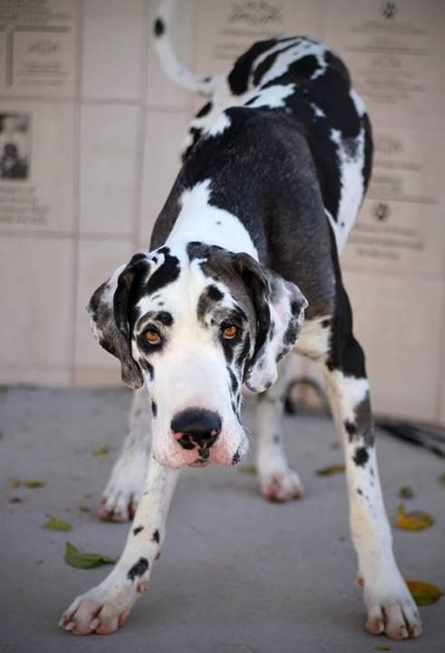 Black And White Great Dane Dane Puppies Great Dane Dogs Dane Dog