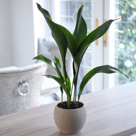 Aspidistra Elatior Indoor Potted House Plant 12cm Pot Cast Iron Plant T&M | eBay