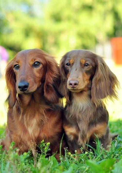 Dachshund Products Apparel And Gifts Dachshund Breed Long