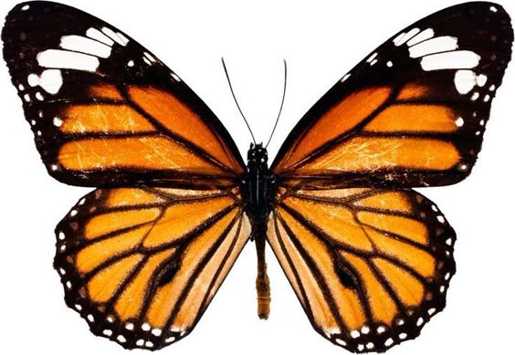 Monarch wing earrings for the perfect Spring accessory.