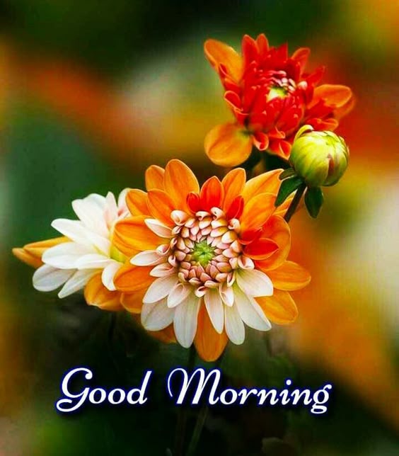 Good Morning Images For Whatsapp 2022, Free Download HD Wallpaper, Pictures, Photos Of Good Morning