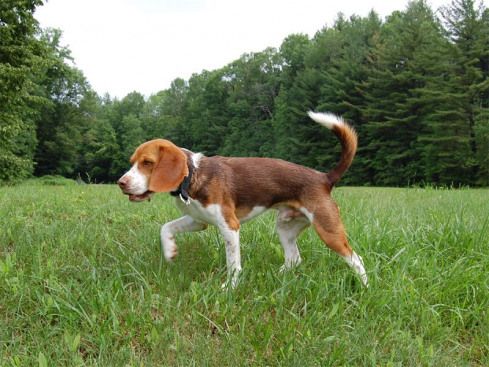 Chocolate Beagle Bluesmusic Blues Music Hound Dog Beagle