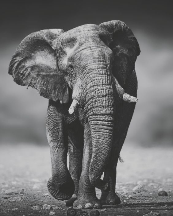 African Elephant - Poster (Size: 16 x 20 inch Portrait > Vertical), Size: 16 x 20 inch Portrait / Vertical, Optimalprint