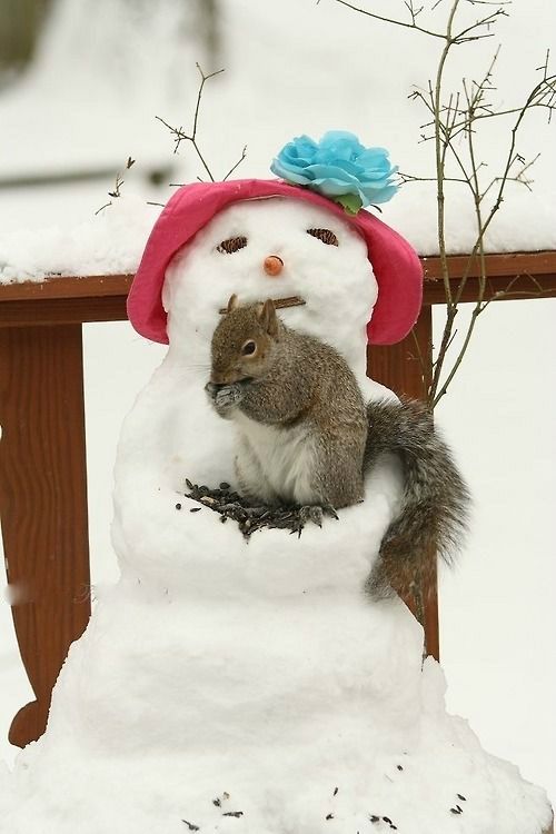 Adorable squirrel nesting in a snowman in winter snow