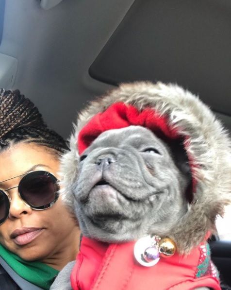 Taraji P Henson Kball French Bulldog Breeders French Bulldog