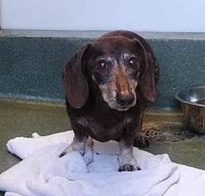 Pearland Tx Senior Dachshund Meet Snuff A Pet For Adoption
