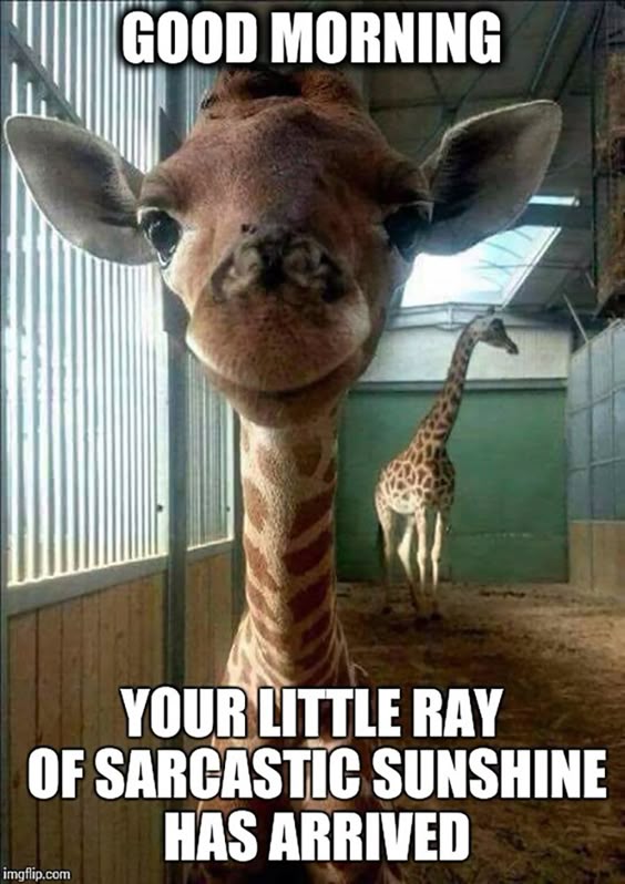 Funny Good Morning Memes - Thrifty Nifty Mommy