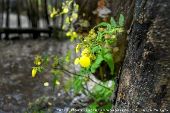 Flora and fauna of Sikkim