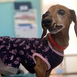 San Diego Ca Dachshund Meet Felicia A Pet For Adoption Pet