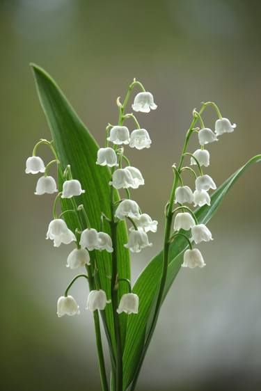 Lily of the walley - Limited Edition 1 of 5 Photography by Sonja Čvorović | Saatchi Art