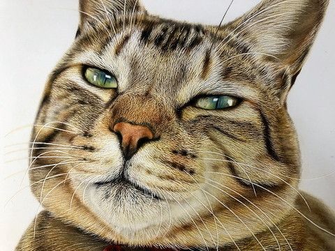 色鉛筆で描かれた猫 が驚くリアルさ 目が本当にきれい 見れば見るほど細かい の声 ねとらぼ 21 猫 描き方 色鉛筆 虎の絵 色鉛筆で描かれた猫 が驚くリアルさ 目が本当にきれい 見れば見るほど細かい の声 ねとらぼ 21 猫 描き方 色鉛筆 虎の絵