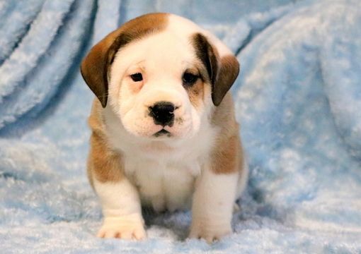 English Bulldog Rottweiler Mix Puppy For Sale In Mount Joy Pa
