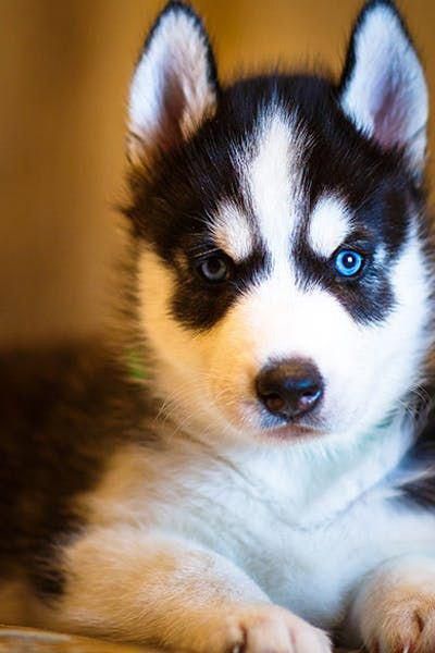 How To Potty Train A Siberian Husky Puppy Husky House Training