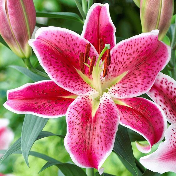 Types of Lilies: Asiatics, Orientals, Trumpets and More! - Longfield Gardens