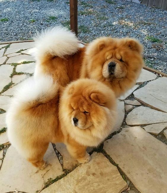 Explore Our Website For Additional Details On Cute Dogs It Is