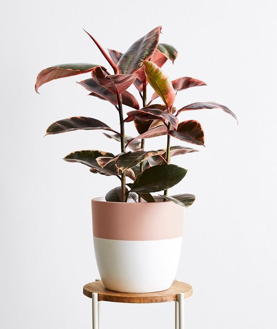 Ruby Rubber Tree - 10 Pink Indoor House Plants