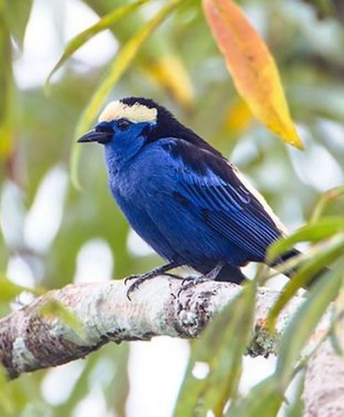 Opal Crowned Tanager Tangara Callophrys Western Amazon River