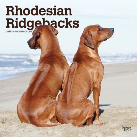 Rhodesian Ridgebacks 2020 Calendar Rhodesian Ridgeback Dog Calendar Dog Breeds 2021 bluetick coonhound calendar
