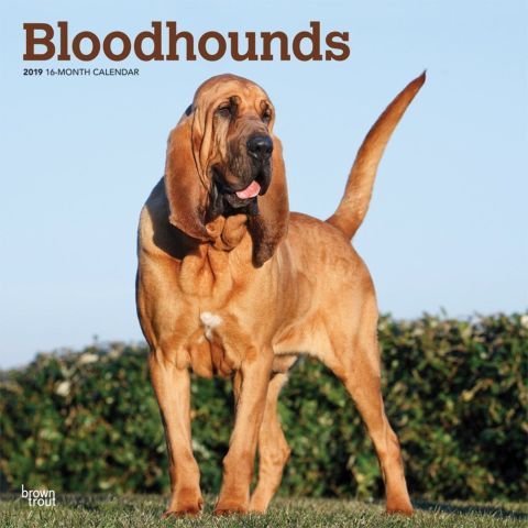 Bloodhounds Calendar Bloodhound Dog Breeds Animals 2021 bluetick coonhound calendar