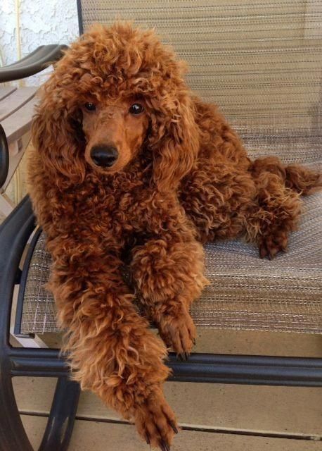 Gorgeous Red Spoo Puppy Poodles Koira Villakoira Lemmikit Gorgeous Red Spoo Puppy Poodles Koira Villakoira Lemmikit