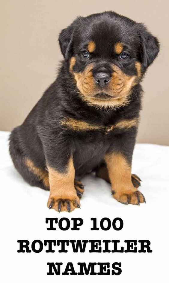 Rottweiler Names - 100 Great Ideas For Naming Your Rottie