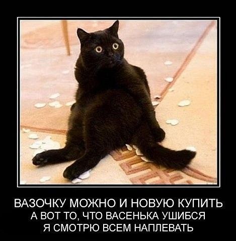 Подборка забавных животных