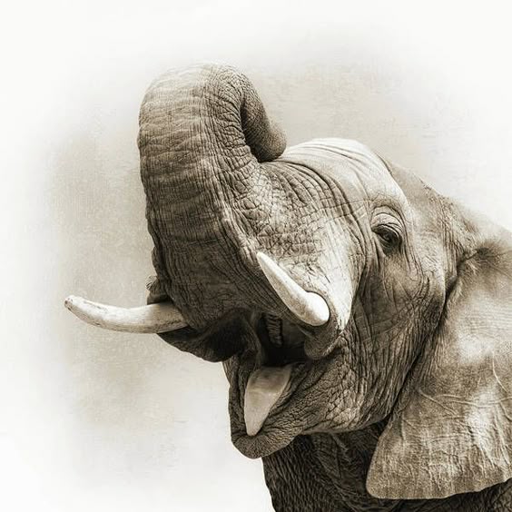 African Elephant Closeup Square Art Print by Good Focused. All prints are professionally printed, packaged, and shipped within 3 - 4 business days. Choose from multiple sizes and hundreds of frame and mat options.