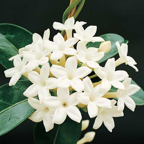 Jazmín de Madagascar (Stephanotis Floribunda)