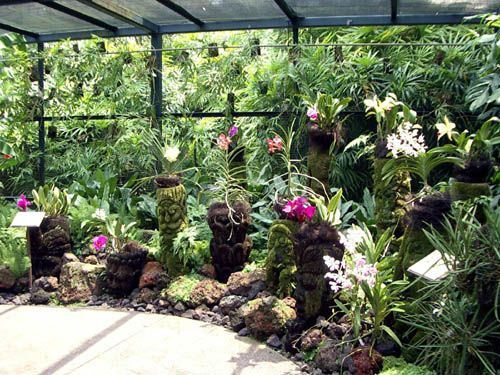 Vivero De Plantas Jardinería Jardín Interior Vivero De Plantas Jardinería Jardín, Small Orchids Garden Design