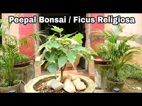 Ficus religiosa bonsai, How to make Peepal bonsai - YouTube | Bonsai, Ficus, Plants Ficus religiosa bonsai, How to make Peepal bonsai - YouTube | Bonsai, Ficus, Plants