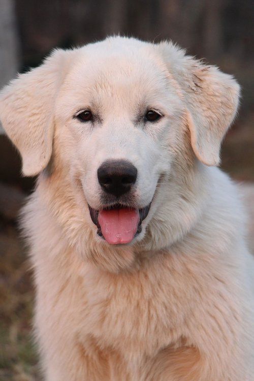8 Best Dog Foods For Great Pyreness 2019 Guide Best Dog Food