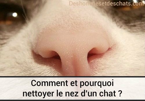 Conseils Pour Nettoyer Le Nez Du Chat Dans Ces Situations Chat Qui Eternue X2f Nez De Chat Obstrue X2f Chat Nez Qui Coule X2 Toilettage Chat Nez Chat Conseils Pour Nettoyer Le Nez Du Chat Dans Ces Situations Chat Qui Eternue X2f Nez De Chat Obstrue X2f Chat Nez Qui Coule X2 Toilettage Chat Nez Chat
